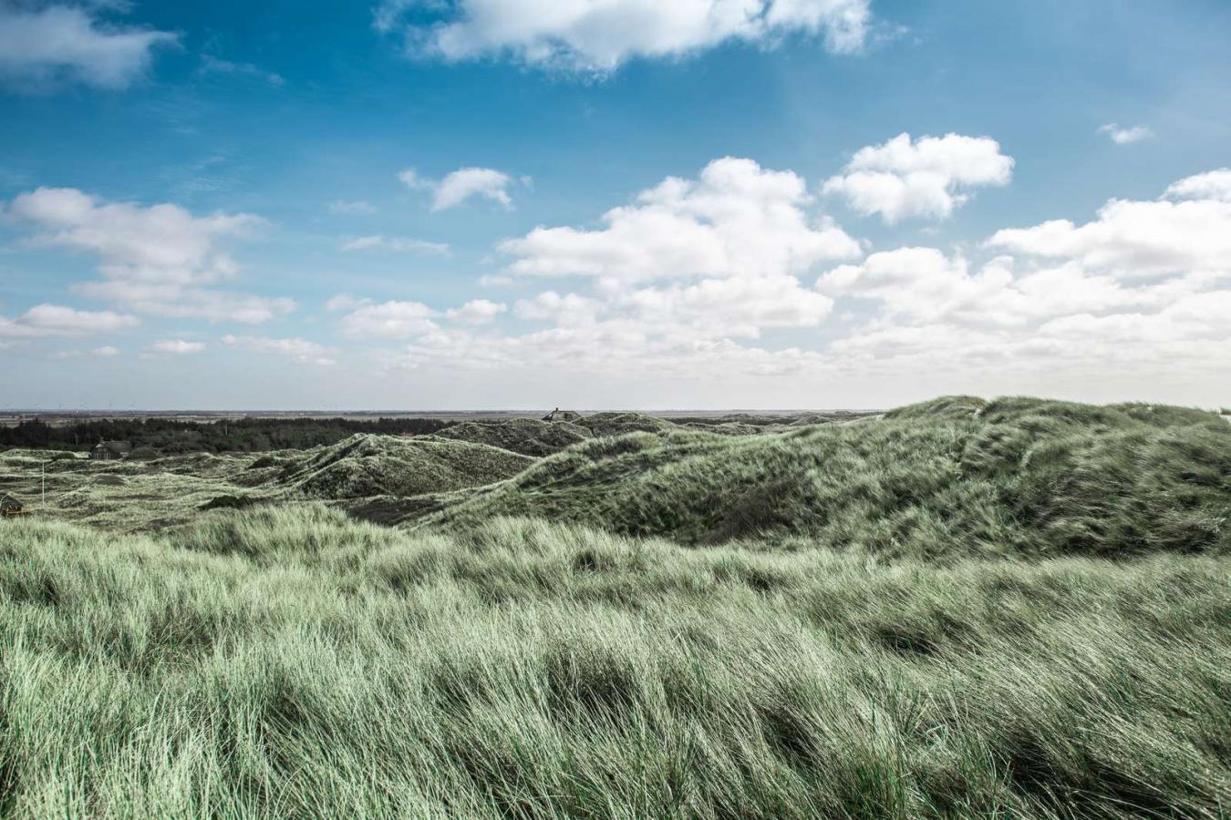 Dunes by the North Sea