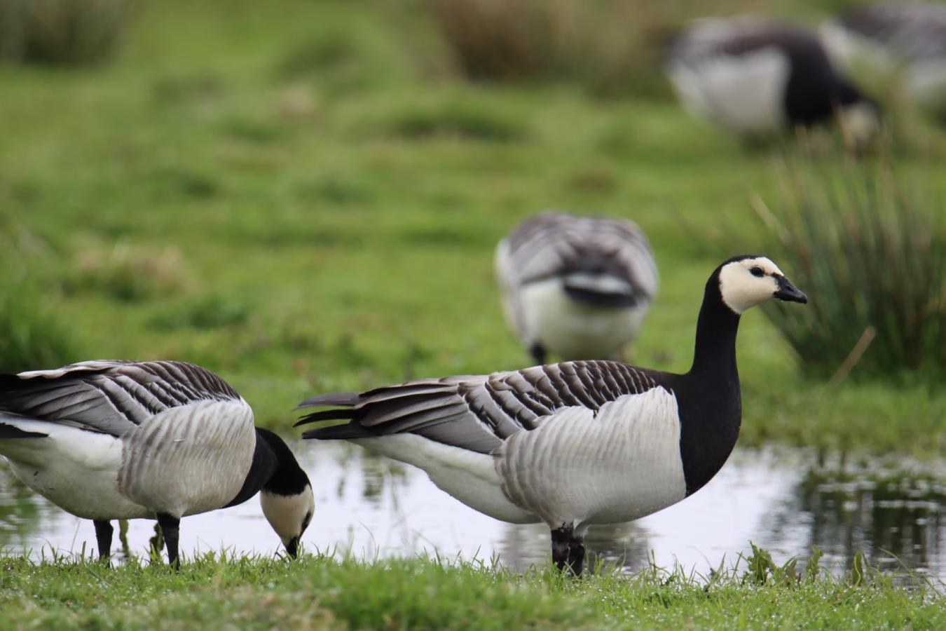 Gæs - Fugle