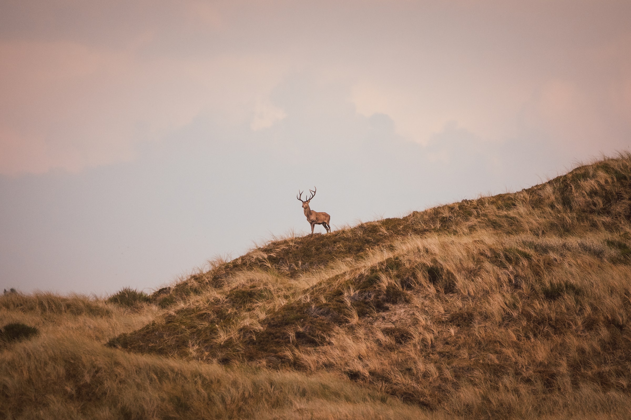 Kronhjort set på afstand i klitplantage