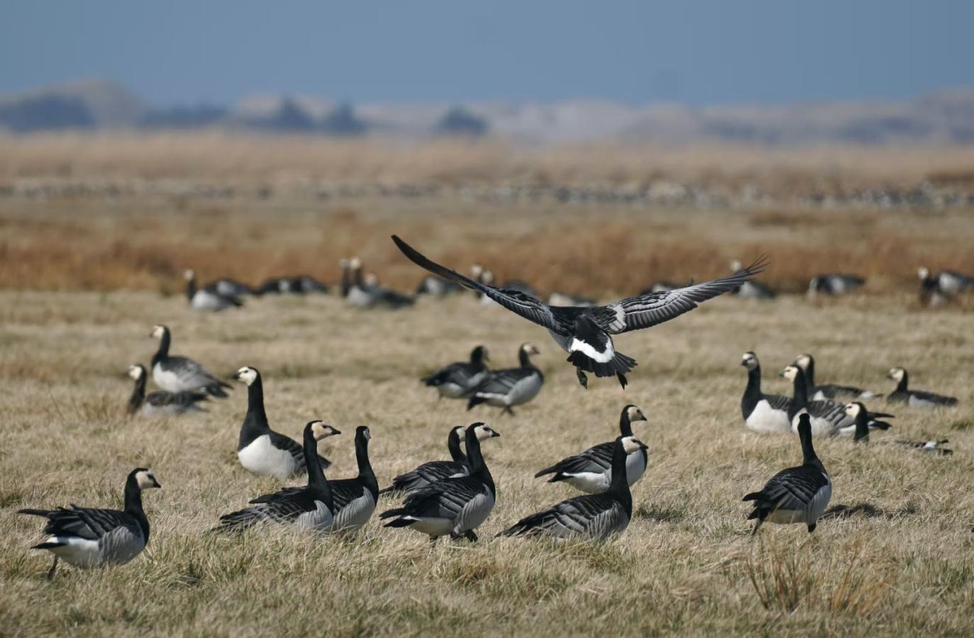 Grågæs ved Tipperne