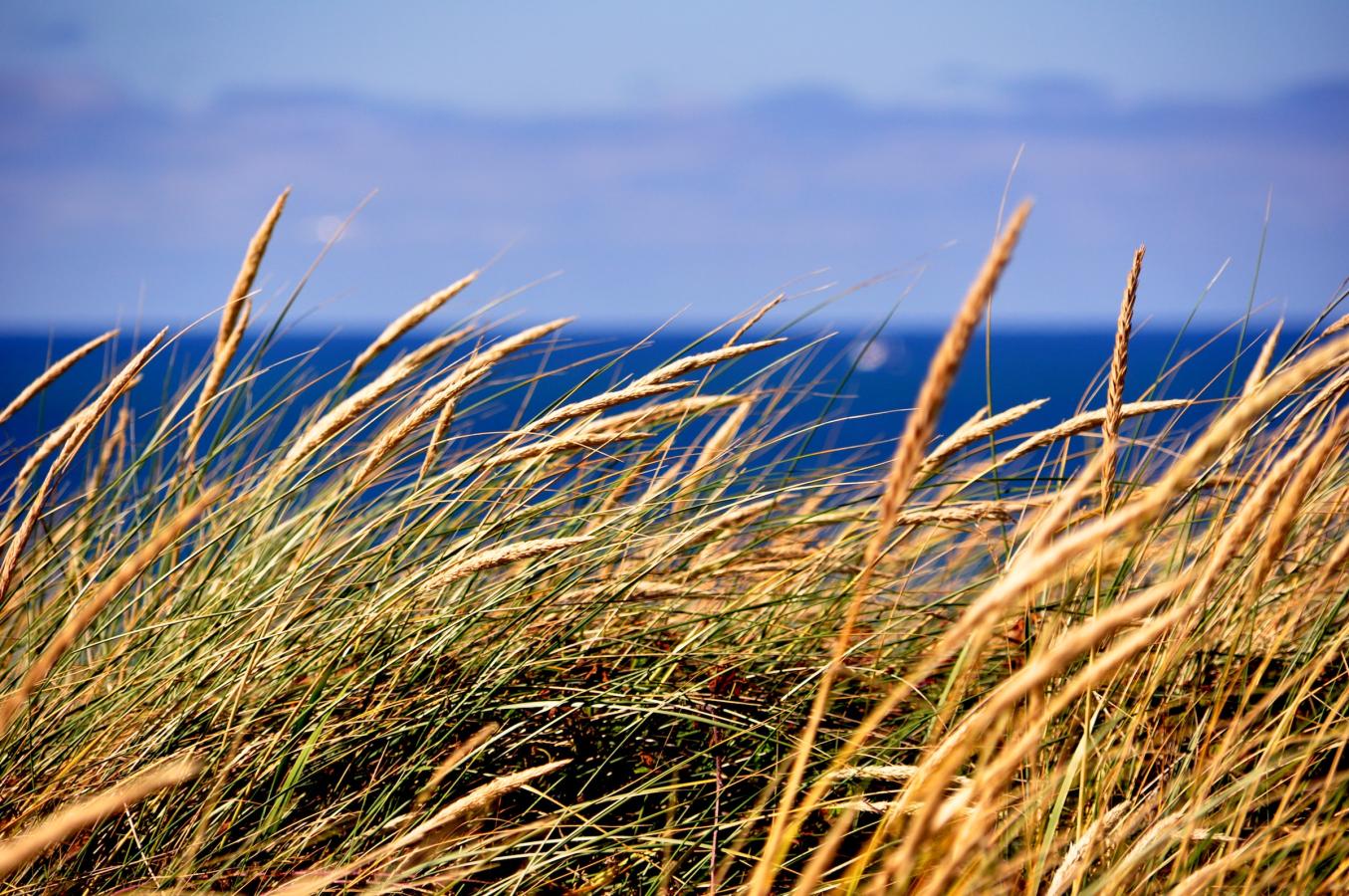 Marahalm og udsigt til Vesterhavet