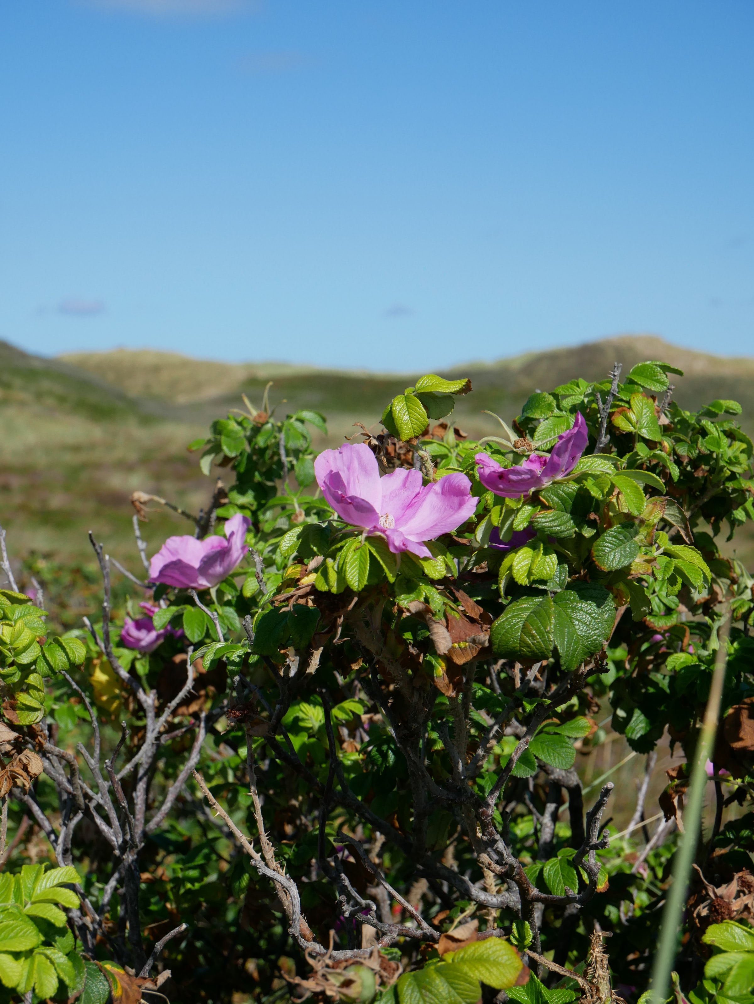 Hybenrose med klitterne i baggrunden