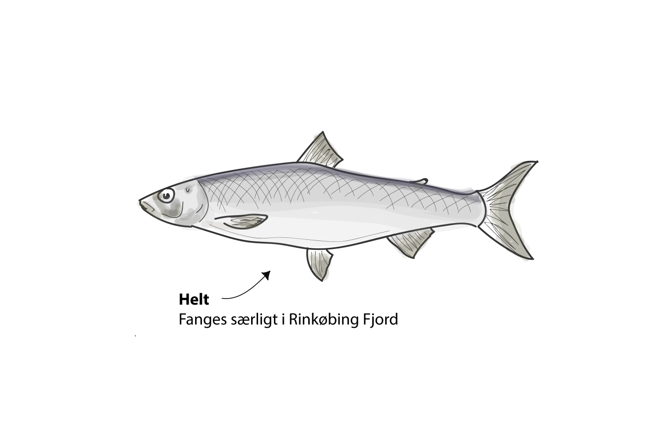 Helt fisk fra Ringkøbing Fjord