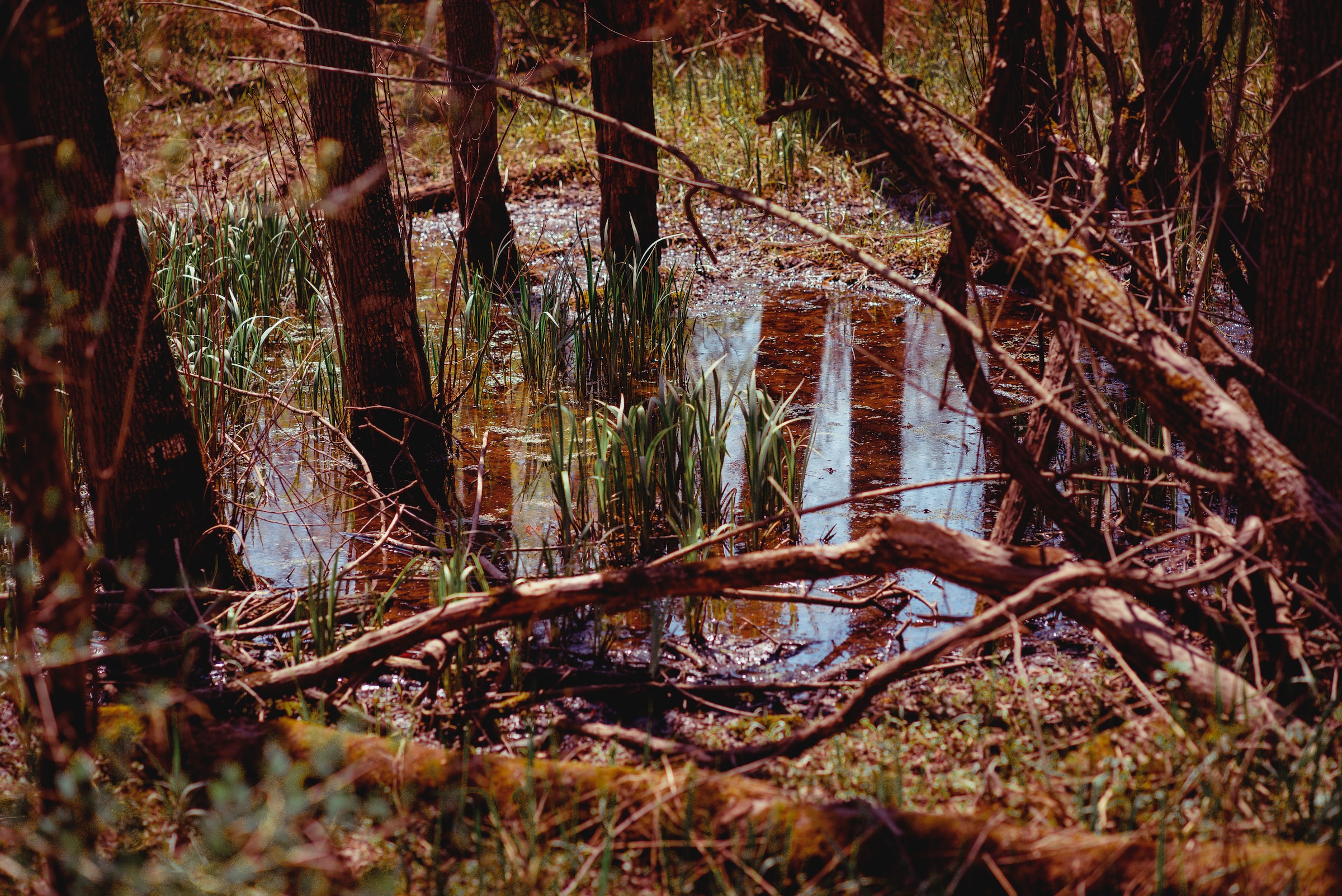 Tag ud på sanketur ved mosen