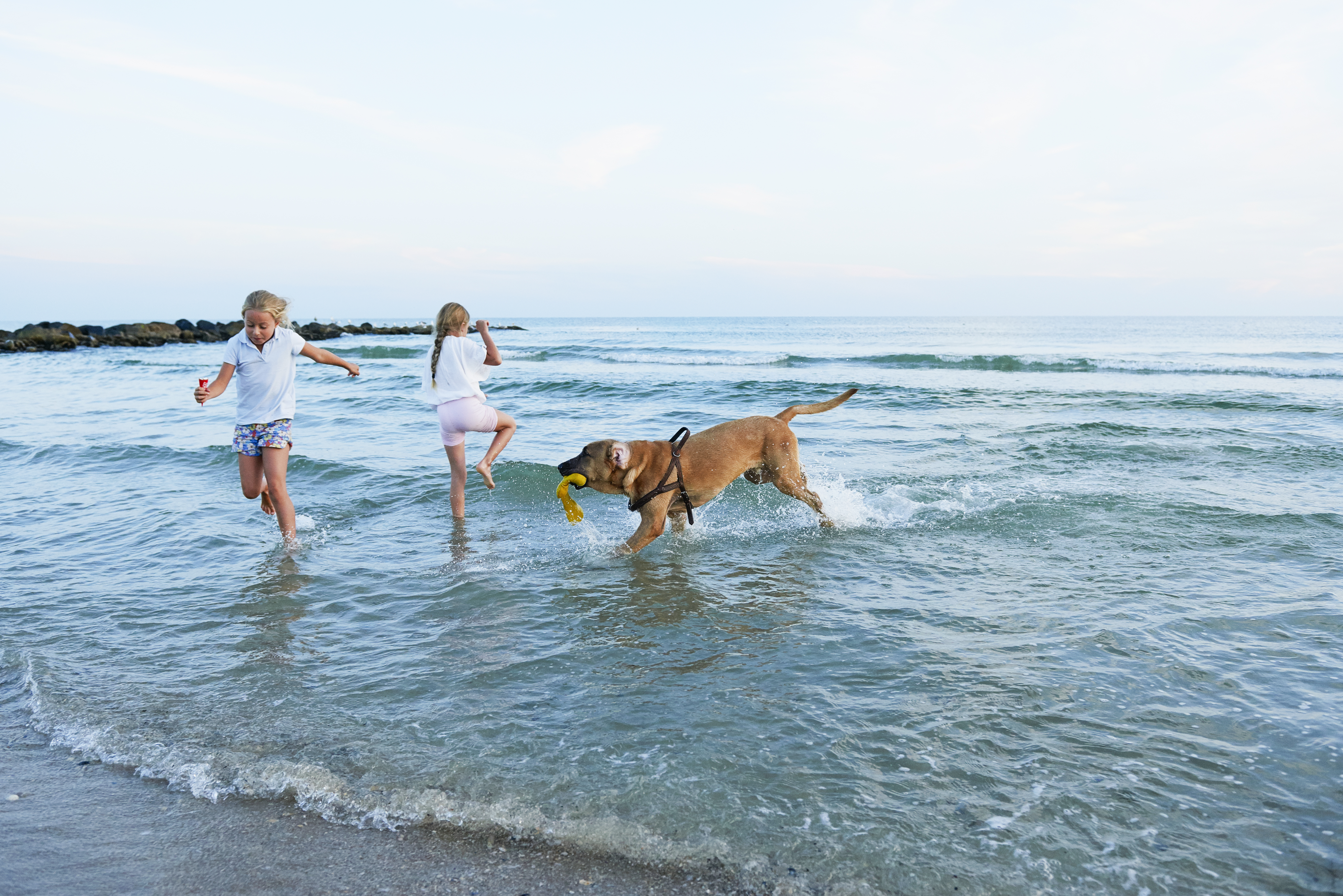 Hund og to børn som leger i Vesterhavet